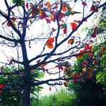 说不出口的,我爱你