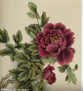 傲鹰的纯洁祭品