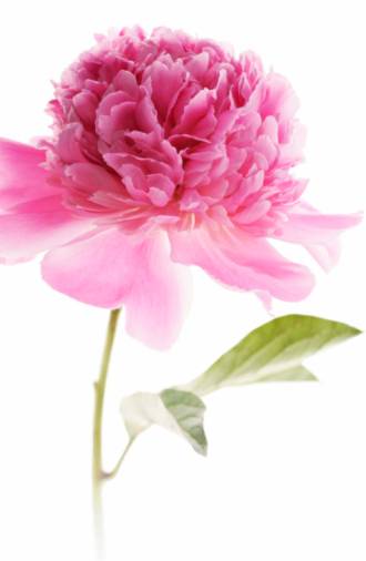 ʢ�������ų��Ĵ���ǣ�